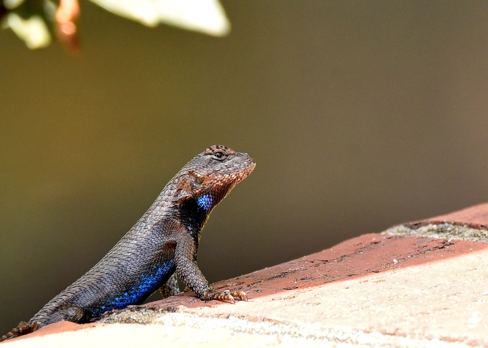 Eastern fence lizard
